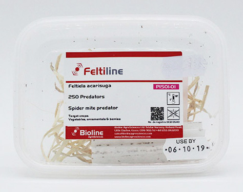 Feltiline - 250 Adults per tub - Biological Control